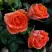 Роза ОРАНЖ ДЖЕВЕЛ миниатюрная в Новополоцке