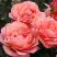 Роза КОРАЛ ЛИОНС РОУЗ флорибунда в Новополоцке