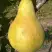 Груша КОНКОРД в Новополоцке