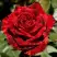 Роза РЕД ИНТУИШН чайно-гибридная в Новополоцке