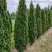 Туя ДЕГРУТ СПАЙР западная в Новополоцке