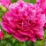 Пион НОЧНЫЕ ГРЕЗЫ древовидный в Новополоцке
