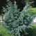 Можжевельник БЛЮ АЛЬПС китайский  в Новополоцке