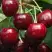 Черешня ГРОНКАВАЯ в Новополоцке