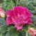 Роза БРЕРА флорибунда в Новополоцке