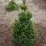Ель ВИЛС ЦВЕРГ обыкновенная в Новополоцке
