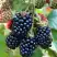 Ежевика ОУАЧИТА бесшипная  в Новополоцке