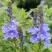 Вероника РОЯЛ БЛЮ большая в Новополоцке