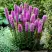 Лиатрис РОЗЕА колосковая в Новополоцке