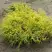 Кипарисовик ГОЛДЕН МОП горохоплодный в Новополоцке