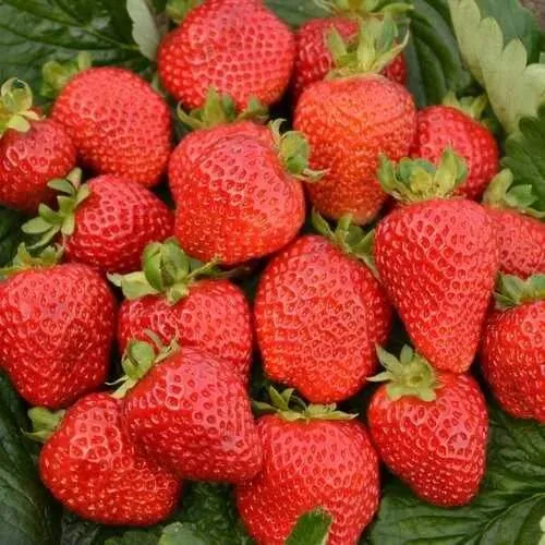 Клубника САН АНДРЕАС ремонтантная  Клубника САН АНДРЕАС ремонтантная в Новополоцке