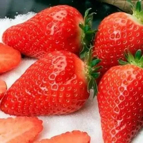 Клубника АЛЬБА  Клубника АЛЬБА в Новополоцке