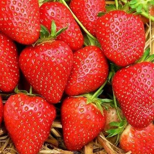 Клубника КВИКИ  Клубника КВИКИ в Новополоцке