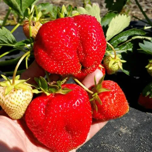 Клубника АПРИКА  Клубника АПРИКА в Новополоцке