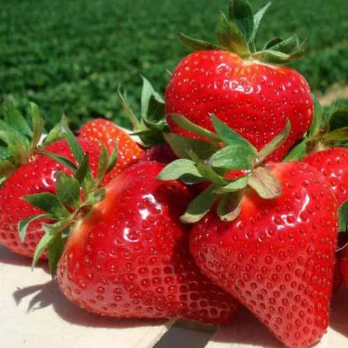 Клубника ДЖОЛИ  Клубника ДЖОЛИ в Новополоцке