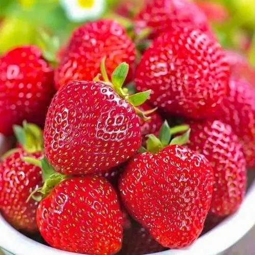 Клубника СИЛЬВИЯ  Клубника СИЛЬВИЯ в Новополоцке