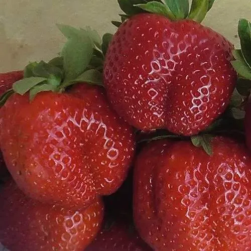 Клубника ДЕСТЕНИ  Клубника ДЕСТЕНИ в Новополоцке