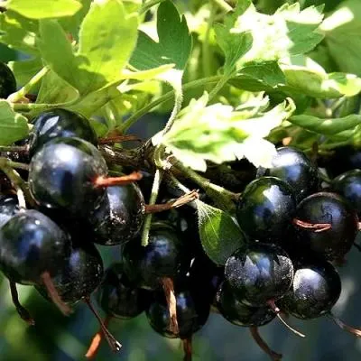 Смородина золотистая в Новополоцке