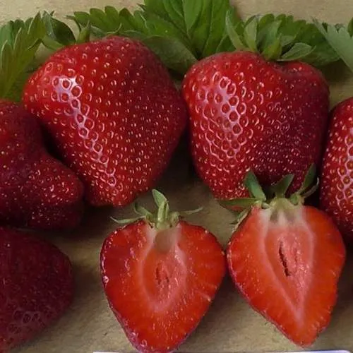 Клубника САНДРА  Клубника САНДРА в Новополоцке