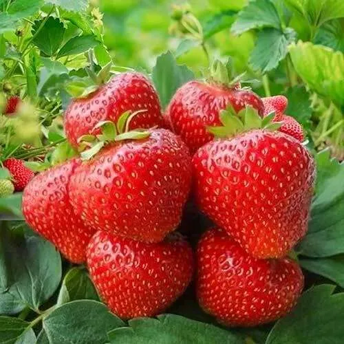 Клубника КИМБЕРЛИ  Клубника КИМБЕРЛИ в Новополоцке