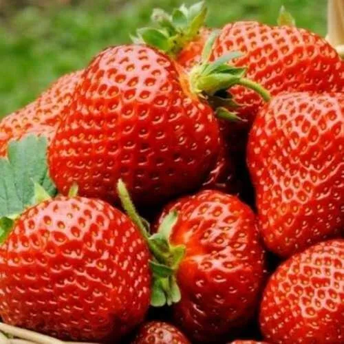 Клубника ФЛОРЕНС  Клубника ФЛОРЕНС в Новополоцке