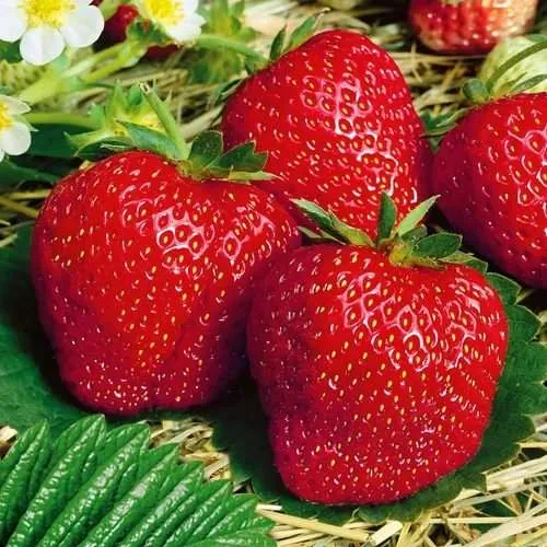 Клубника ВИМА ЗАНТА  Клубника ВИМА ЗАНТА в Новополоцке