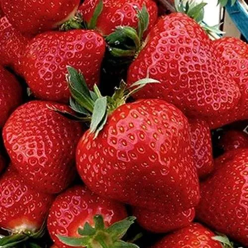 Клубника КЛЕРИ  Клубника КЛЕРИ в Новополоцке