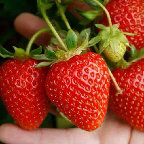 Клубника ПОРТОЛА ремонтантная  Клубника ПОРТОЛА ремонтантная в Новополоцке