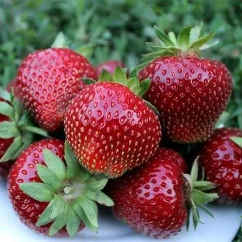 Клубника МАЛЬВИНА  Клубника МАЛЬВИНА в Новополоцке