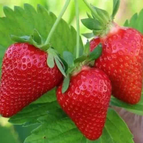 Клубника КЛОДИЯ  Клубника КЛОДИЯ в Новополоцке