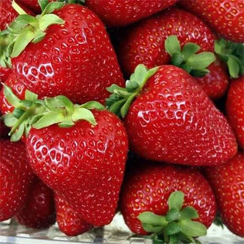 Клубника СКАЛА  Клубника СКАЛА в Новополоцке