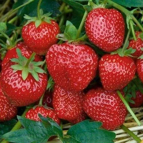 Клубника СЕЛЬВА ремонтантная  Клубника СЕЛЬВА ремонтантная в Новополоцке