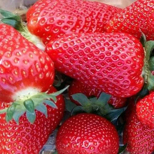 Клубника АМИ  Клубника АМИ в Новополоцке