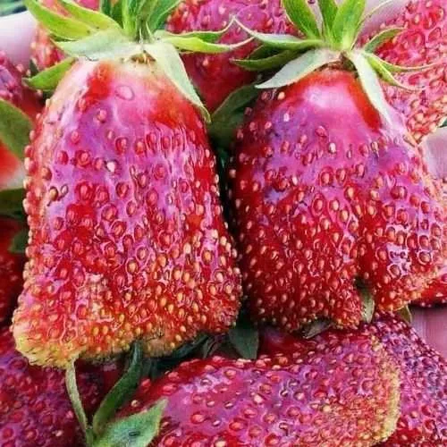 Клубника КУПЧИХА  Клубника КУПЧИХА в Новополоцке