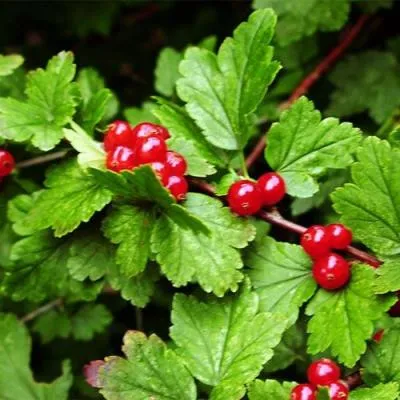 Смородина альпийская в Новополоцке