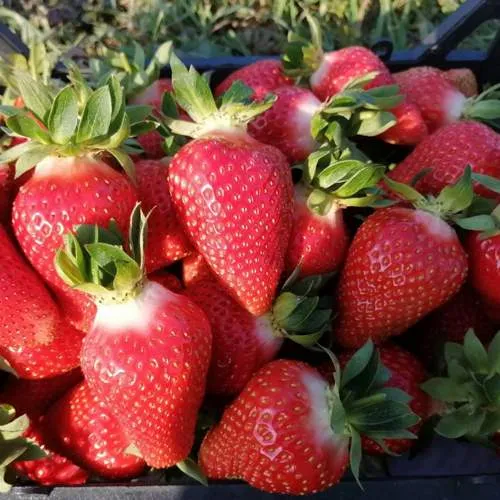 Клубника ЛЮЧИЯ  Клубника ЛЮЧИЯ в Новополоцке