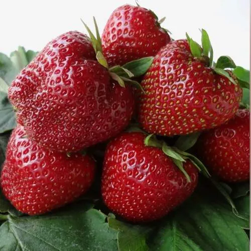 Клубника НАБИЛА  Клубника НАБИЛА в Новополоцке