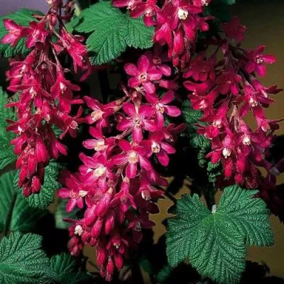 Смородина кроваво-красная в Новополоцке