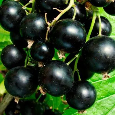 Смородина чёрная в Новополоцке