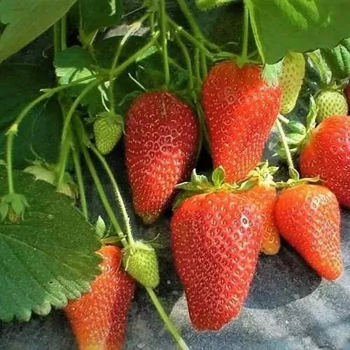 Клубника РОКСАНА  Клубника РОКСАНА в Новополоцке