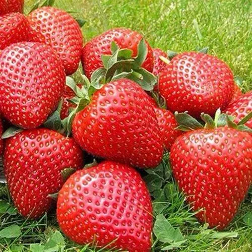 Клубника ЭЛИАНЕ  Клубника ЭЛИАНЕ в Новополоцке