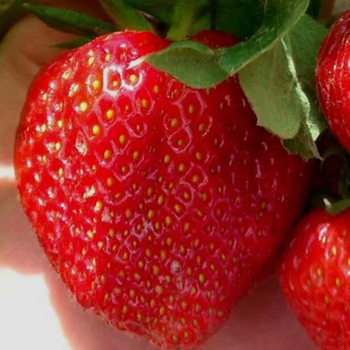 Клубника МАГНУС  Клубника МАГНУС в Новополоцке