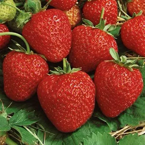 Клубника КОРОНА  Клубника КОРОНА в Новополоцке