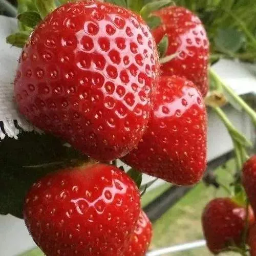 Клубника АРГЕНТЕРА  Клубника АРГЕНТЕРА в Новополоцке