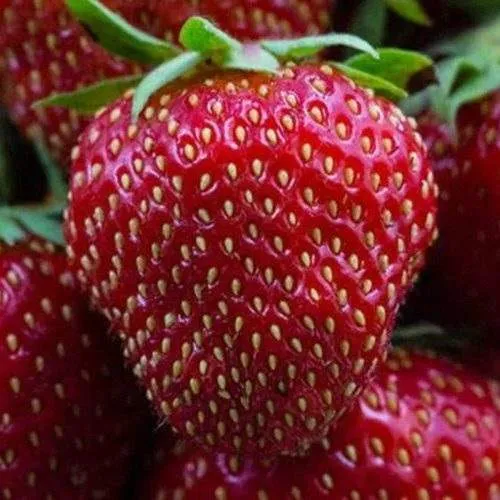 Клубника НАНДИ  Клубника НАНДИ в Новополоцке