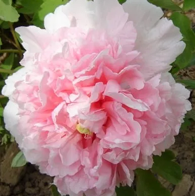 Пион БУКЕТ РОЗОВЫХ ГВОЗДИК древовидный в Новополоцке