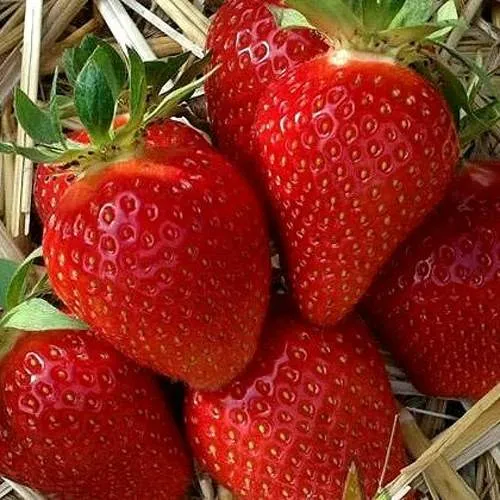 Клубника СИБИЛЛА  Клубника СИБИЛЛА в Новополоцке