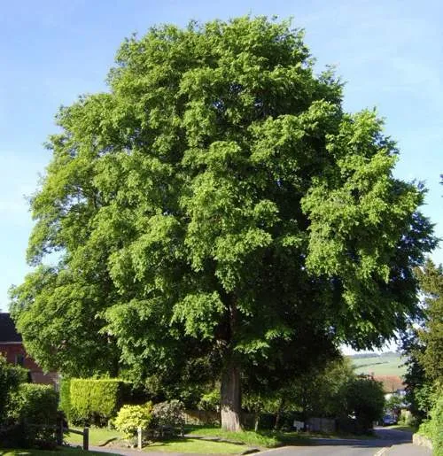 вяз дерево.jpg вяз дерево.jpg