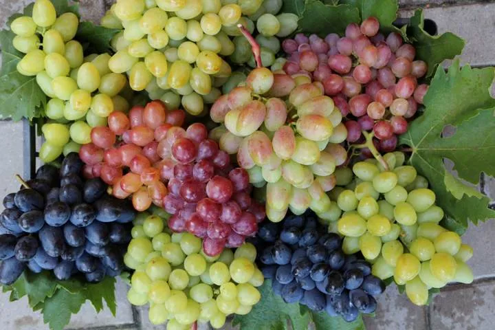столовый виноград.jpg столовый виноград.jpg