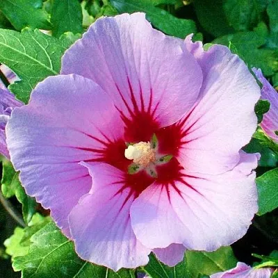 Гибискус ПИНК ФЛИРТ сирийский в Новополоцке